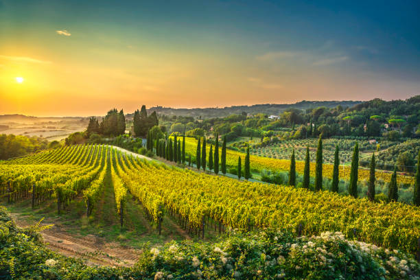 Tuscany vineyard